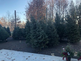 Trees example 1