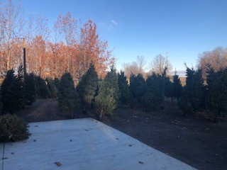 Trees example 3